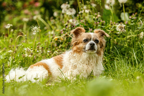 Portrait of a cute little longhair Chihuahua dog in spring outdoors