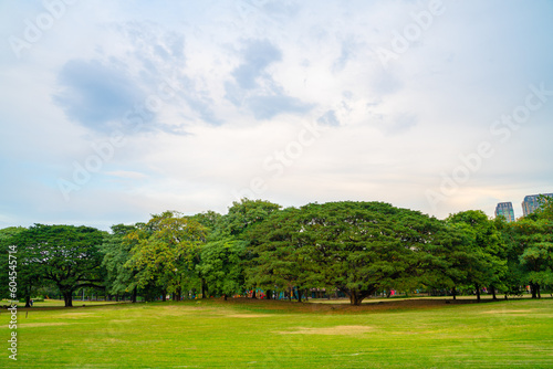 Green meadow grass with tree in city public park fresh air in downtown