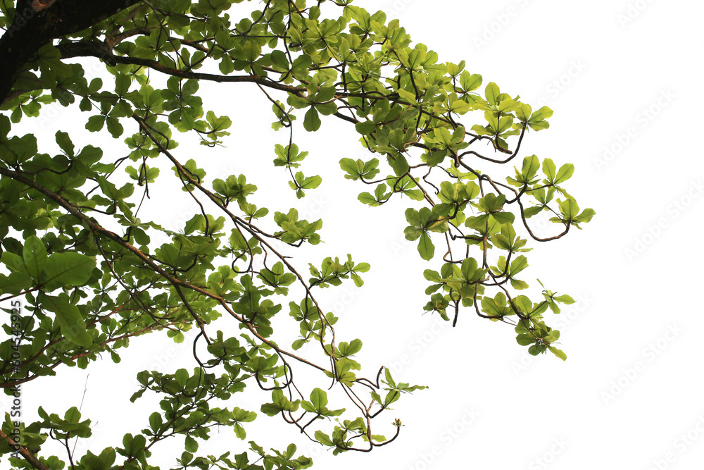 Green leaf or branch isolated on white background. Green leaf or branch isolated on white background.