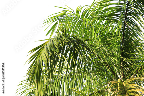 Fototapeta Naklejka Na Ścianę i Meble -  green coconut leaf or tree branch isolated on white background.Selection focus.