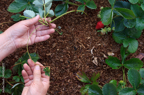 Young shoots of strawberries in the hands of the gardener