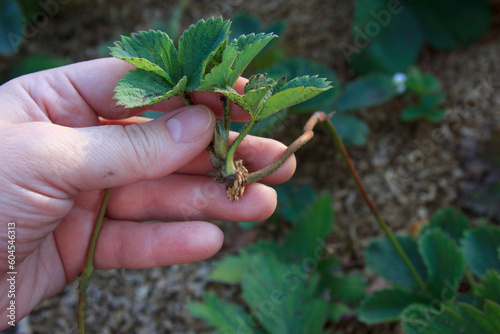 Strawberry. Young offshoot of a berry bush in a hand of a farmer