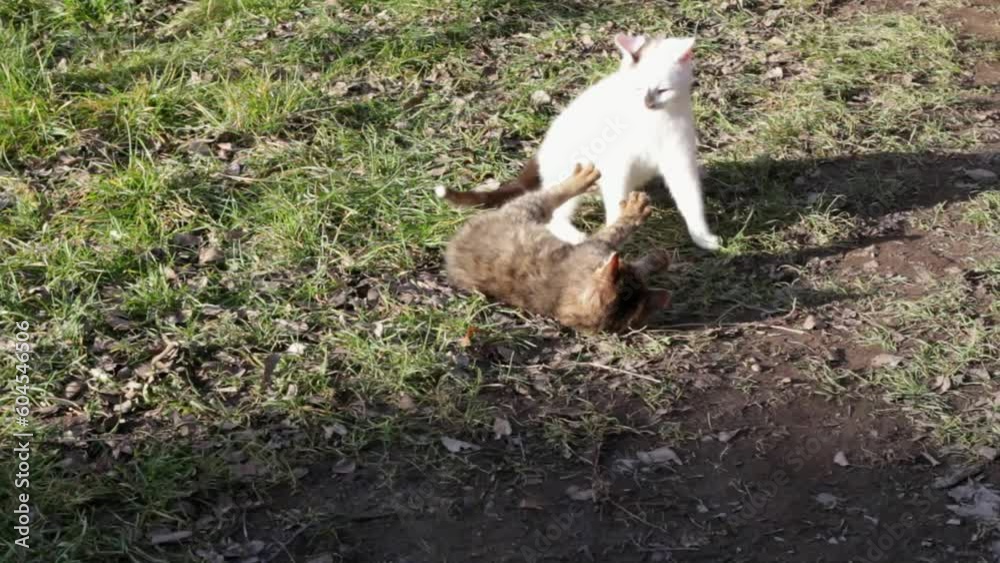 game of young gray and white cats, fight