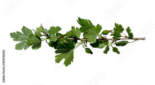 Branch of gooseberry bush on isolated white background. Sprout of spring berry bush with leaves isolated. Copy space.