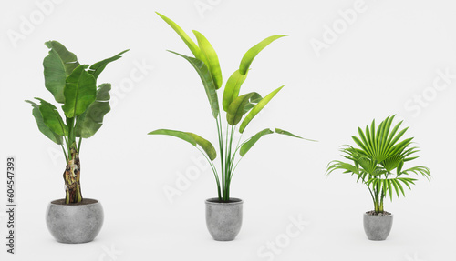 Beautiful plants in ceramic pots isolated on transparent background. 3D rendering