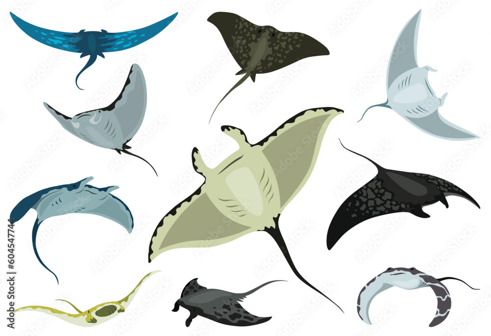 Stingray fishes. Sea animals floating underwater. Set of cute cartoon stingrays. Adorable sea creatures isolated on white background. Wildlife, nature concept. Vector illustration of manta ray - obrazy, fototapety, plakaty 