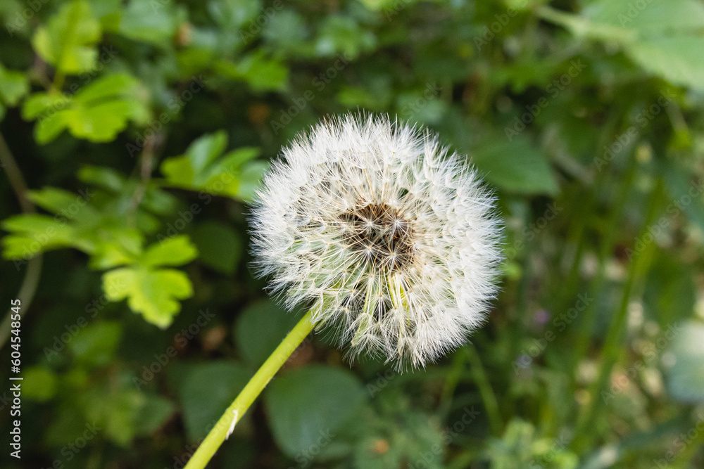 A dandelion at the edge of the forest
