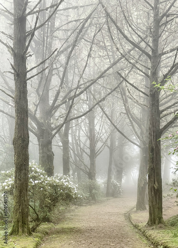 Nebel zieht durch eine mystische Zedern Allee im Parque das Queimadas auf Madeira, Portugal © Michael Thaler