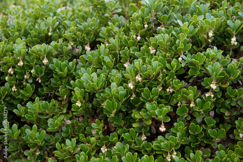 Plant with medicinal properties. Bearberry Leaves, Arctostaphylos uva-ursi 