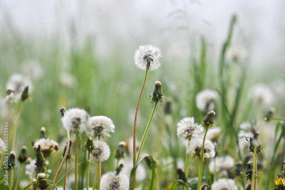 Obraz premium Fanded dandelions and flowers in the meadow