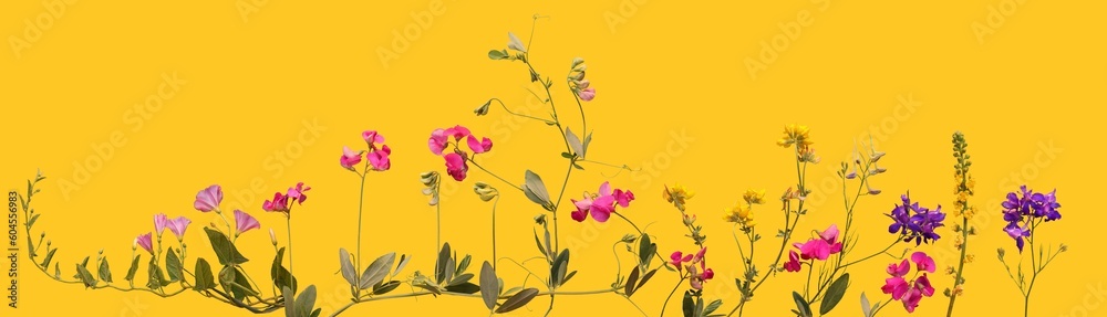 Border of blooming wildflowers isolated on yellow background. Flowering meadow flowers for floral pattern or wide flowers background.