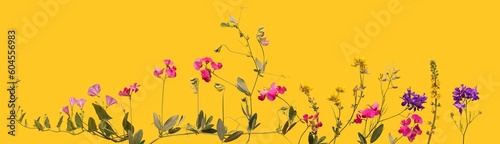 Border of blooming wildflowers isolated on yellow background. Flowering meadow flowers for floral pattern or wide flowers background. © Na-um
