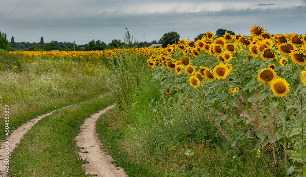 Obraz premium Summer landscape with blooming sunflower field and a country road. Rural landscape with rustic sunflowers in summertime.