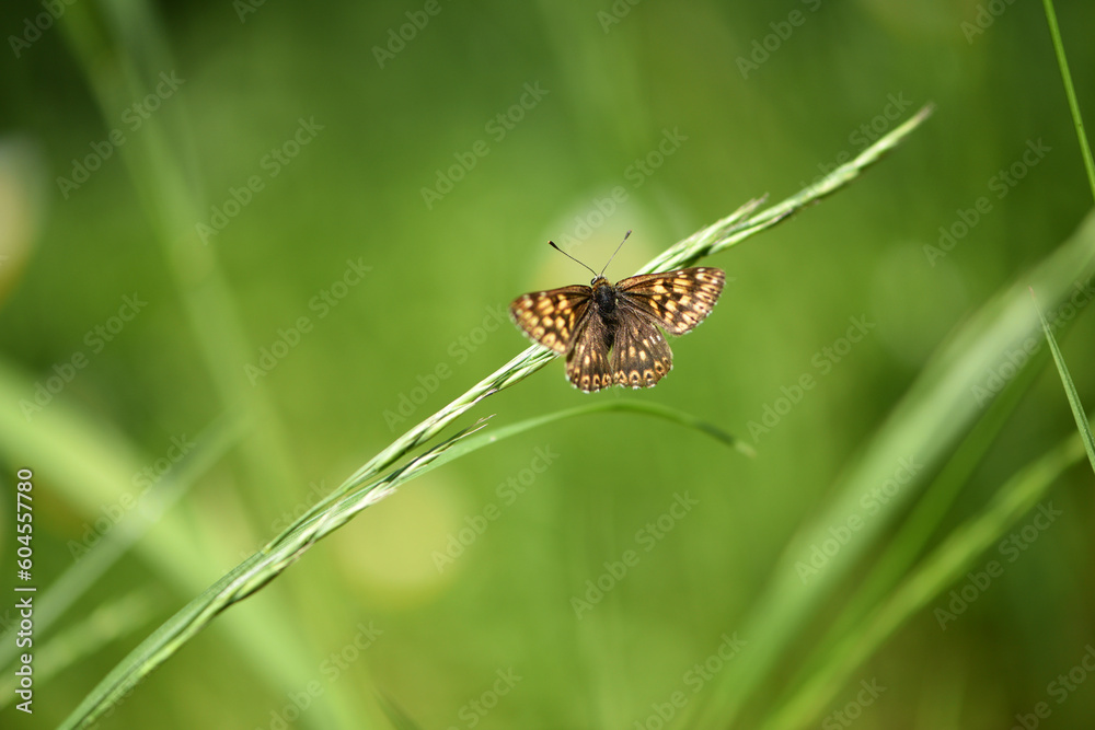 beautiful butterfly sits on a green leaf, close-up. small butterfly with beautiful scaly wings sitting on green grass. insect in nature, habitat. blurred natural background. spring meadow, macro photo beautiful butterfly sits on a green leaf, close-up. small butterfly with beautiful scaly wings sitting on green grass. insect in nature, habitat. blurred natural background. spring meadow, macro photo