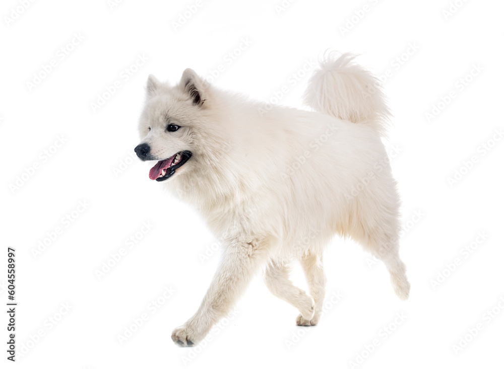 samoyed dog in studio