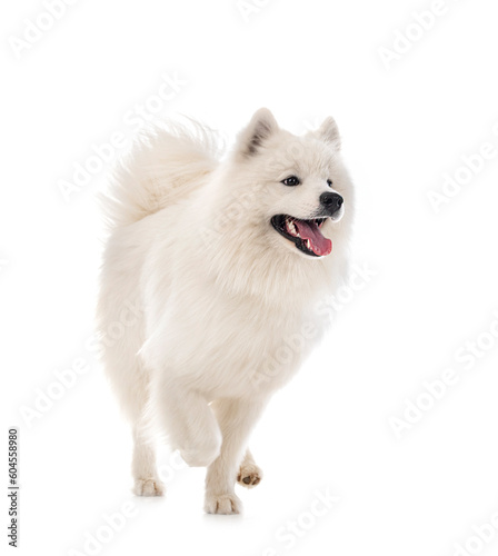 samoyed dog in studio