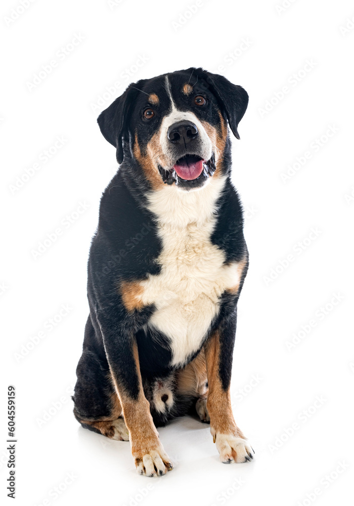 adult Appenzeller Sennenhund