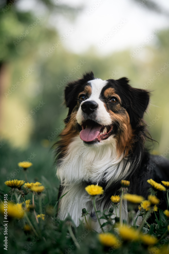 Australian shepherd dog in flowers