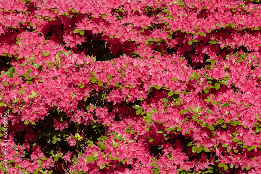 field of pink flowers 6