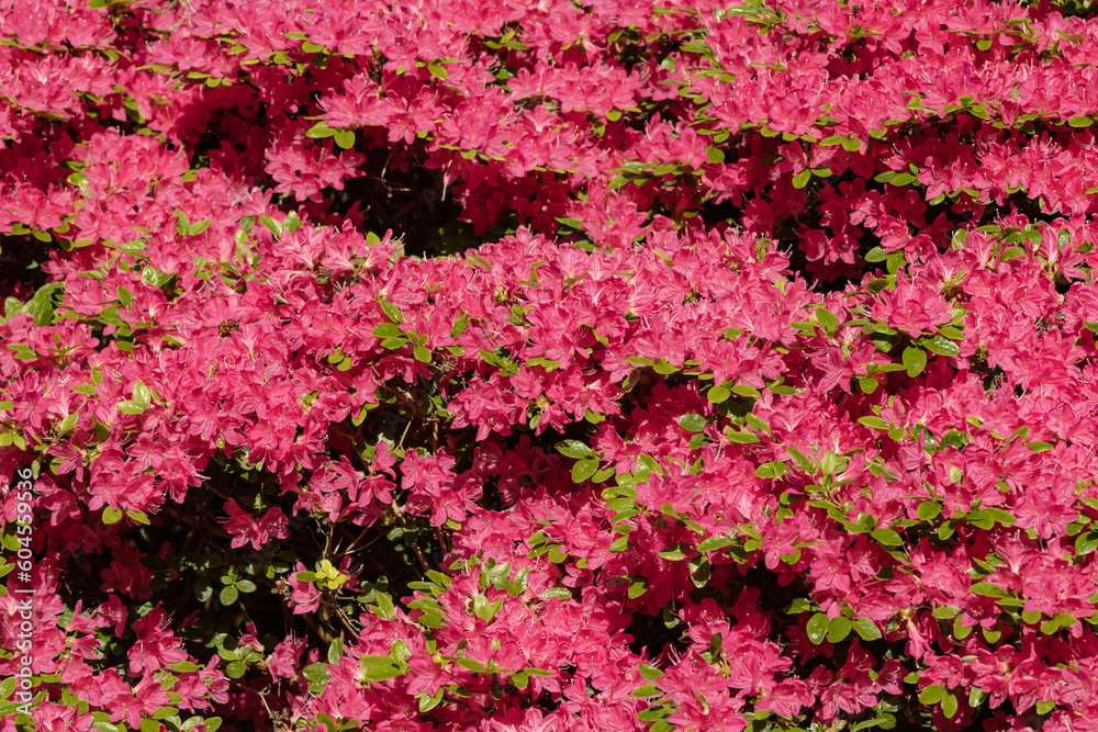field of pink flowers 6 field of pink flowers 6