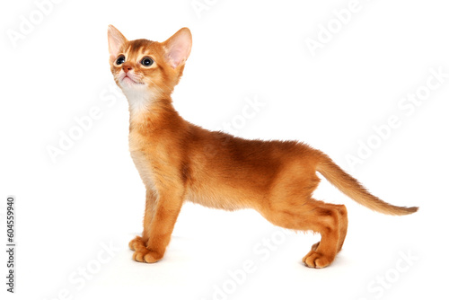 Abyssinian red kitten on a white isolated background © Евгений Порохин
