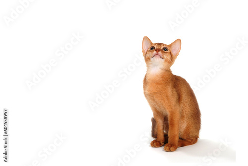 Abyssinian red kitten on a white isolated background © Евгений Порохин