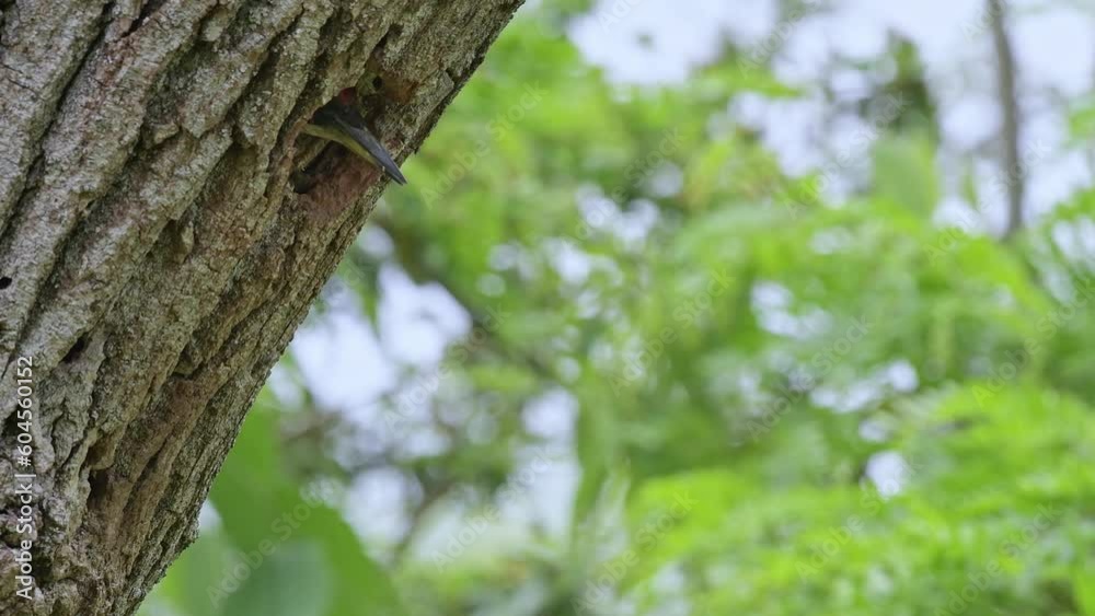 Coming out of the nest, the green woodpecker male (Picus virdis) Coming out of the nest, the green woodpecker male (Picus virdis)
