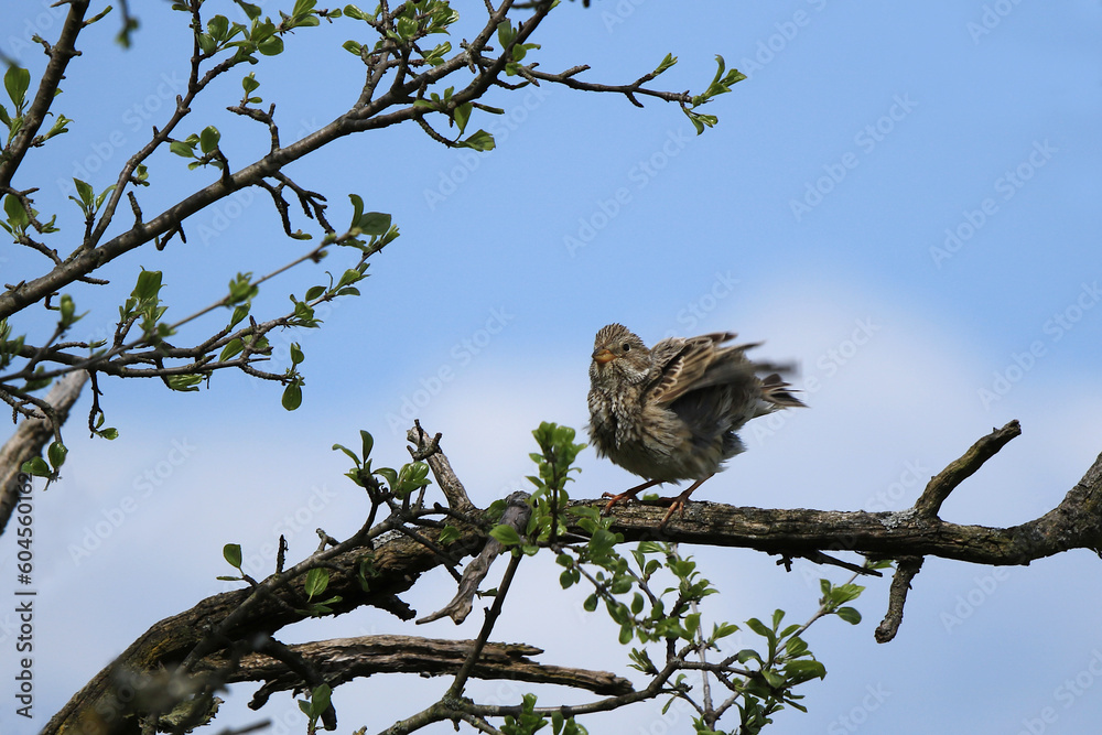 Grauammer bei Wind auf einem Ast Grauammer bei Wind auf einem Ast