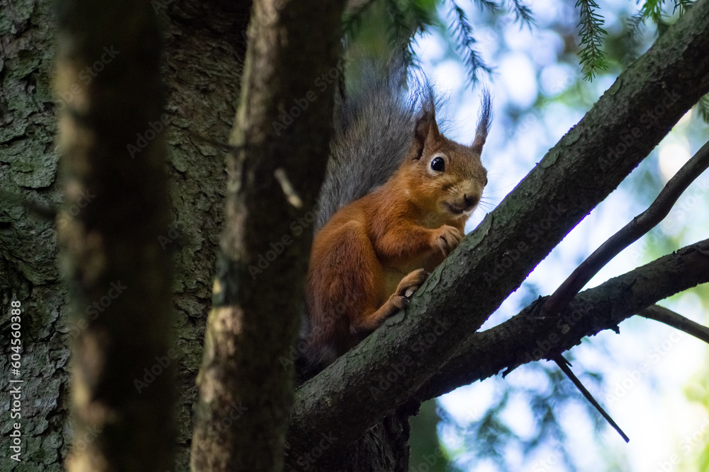 Squirrel Squirrel