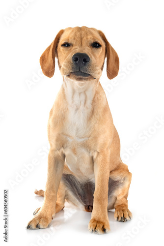 puppy labrado retriever