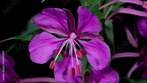 Rosebay Willowher flower