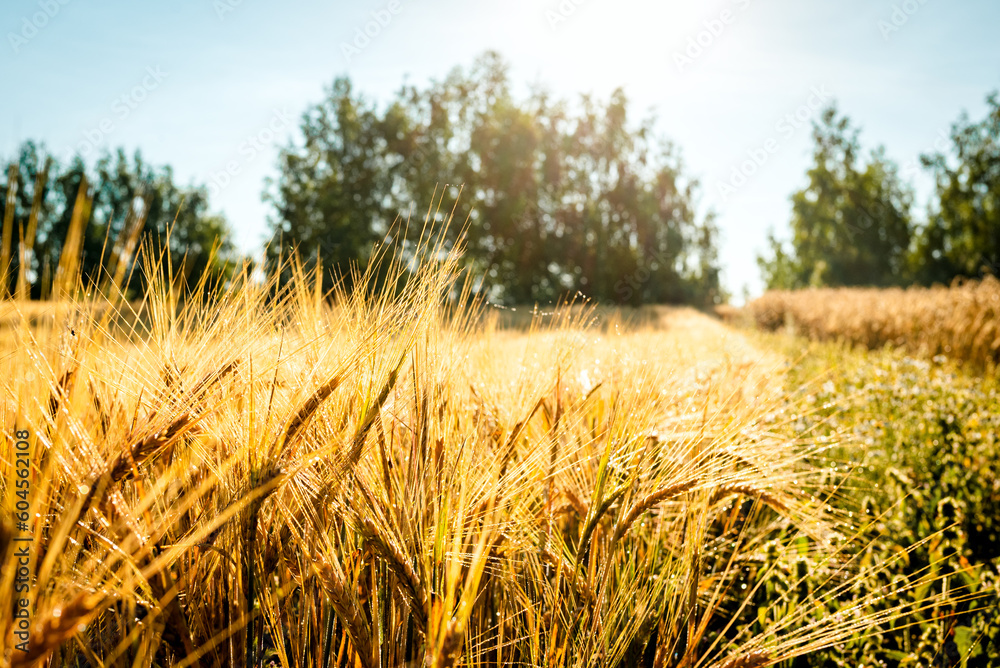 Fototapeta premium Wheat field