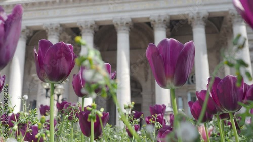 Black Purple Tulip or Tulipa in the wind sunny summer weather. Tulips Dutch or Netherland flower in the garden of Bank Station junction road of London England. Tulipa flowers blooming and old building photo