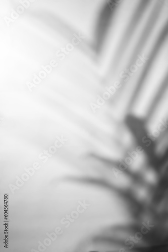 realistic palm leaf shadow overlay