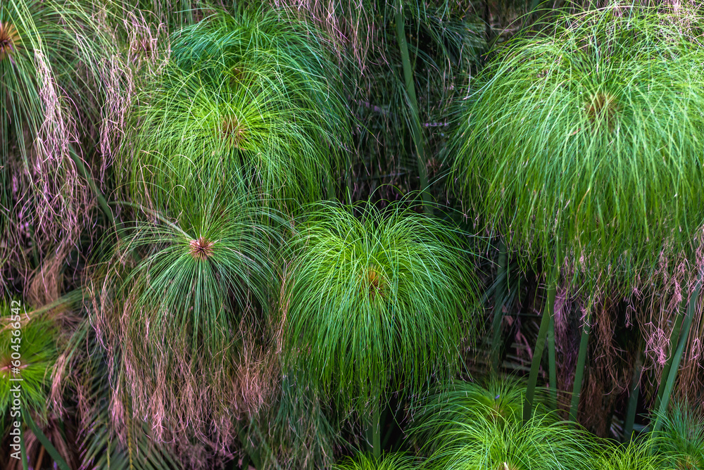 Papyrus bush in Fountain of Arethusa, Ortygia island, Syracuse city, Sicily Island, Italy