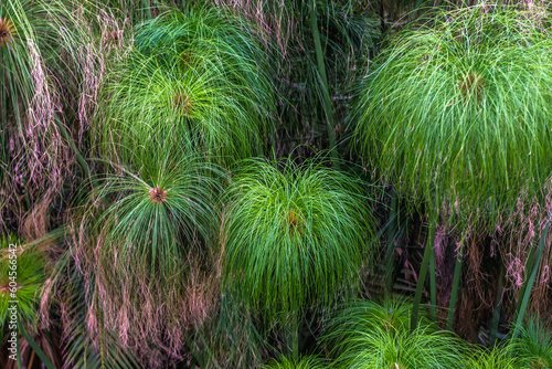 Obraz na płótnie Papyrus bush in Fountain of Arethusa, Ortygia island, Syracuse city, Sicily Island, Italy w salonie