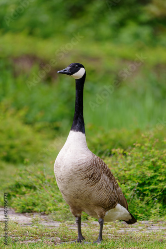 Canada goose. Branta canadensis.