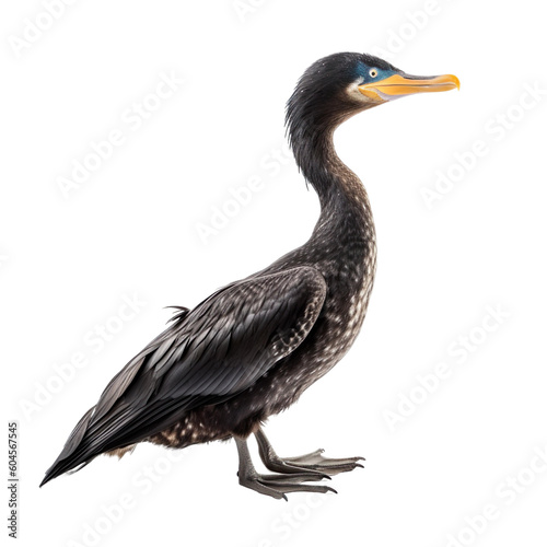 Cormorant bird isolated on a transparent background, Generative ai 