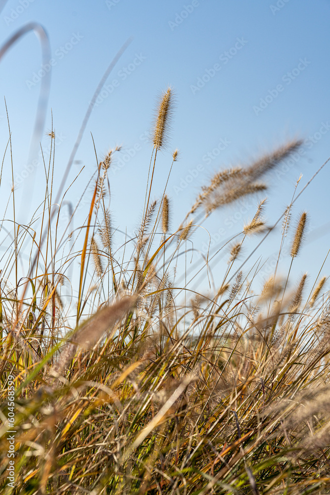 Fototapeta premium 한강의 갈대