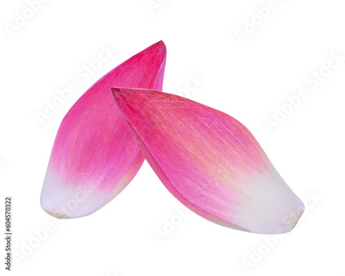  lotus lobes transparent png