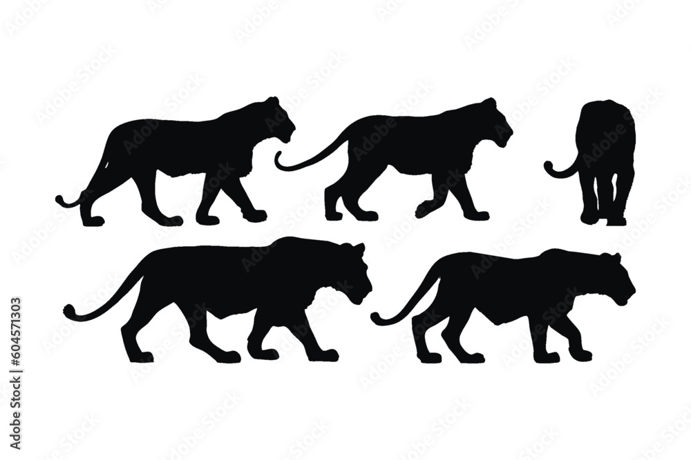 Lion walking in different positions, silhouette set vector. Adult lion silhouette collection on a white background. Carnivore animal like lion, tiger, and big cats full body silhouette bundle.