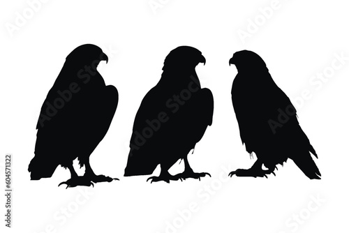 Hawk standing in different positions, silhouette set vector. Adult hawk silhouette collection on a white background. Carnivore birds like eagles, falcons, and hawks full body silhouette bundle.