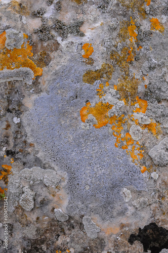 Yellow and gray lichens on coastal rocks and stones in eastern Crimea photo