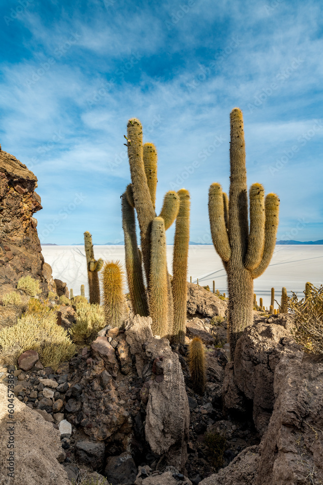 Cactus island in the salar de uyuni in the bolivian altiplano Cactus island in the salar de uyuni in the bolivian altiplano