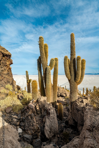 Cactus island in the salar de uyuni in the bolivian altiplano