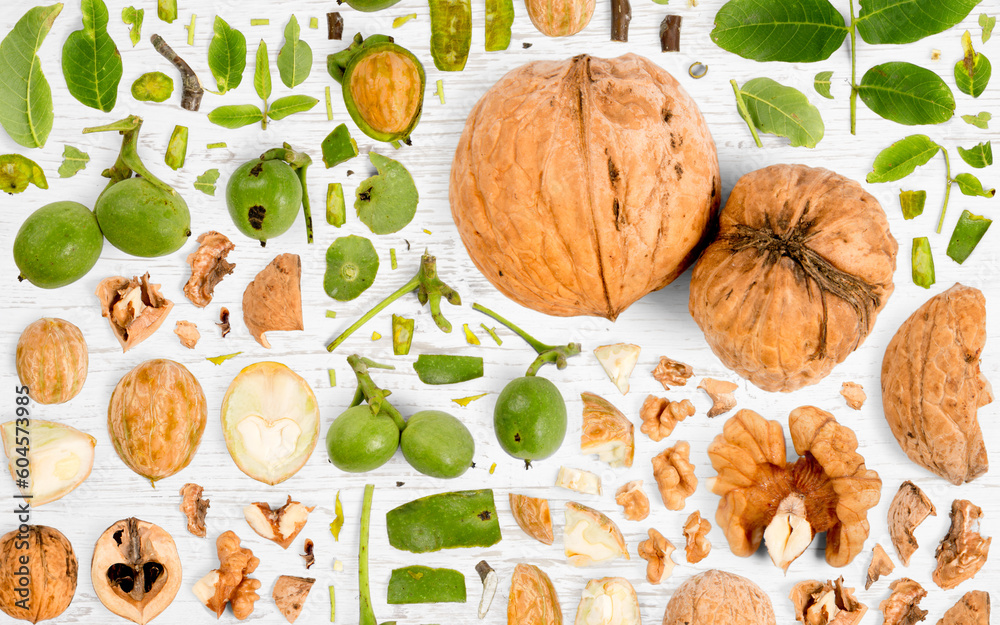 Walnut Slice and Leaf Collection