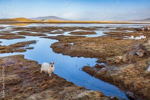 Sheep grazing on the saltings at Seilebost, looking over the bay towards Luskentyre on the Isle of Harris in Scotland. photo
