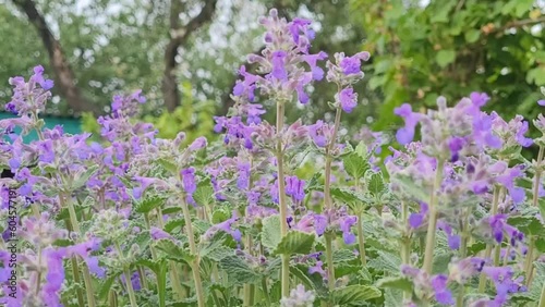 catnip flower. Nature blooming background. Beautiful Catmint flower in field. Violet Nepeta Cataria flowers. Close-up Catnip flowers on meadow close-up selective focus. photo