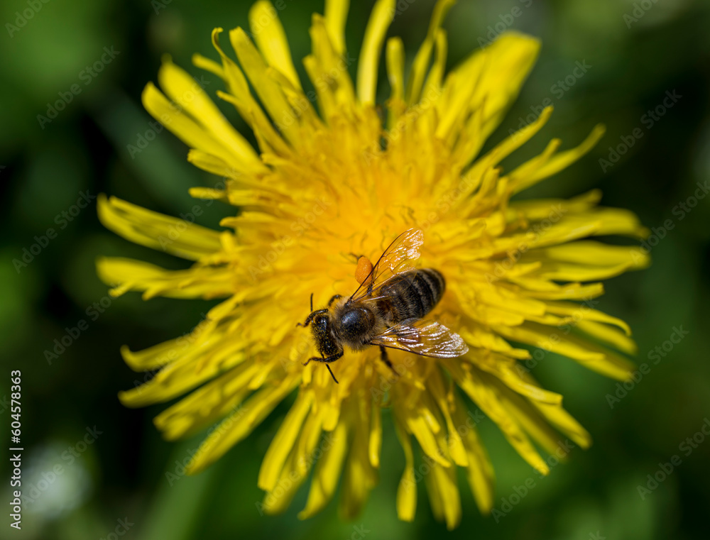 Detail of honey bee on yellow Taraxacum officinale flower Detail of honey bee on yellow Taraxacum officinale flower