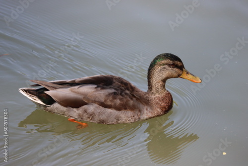 Female duck in lake